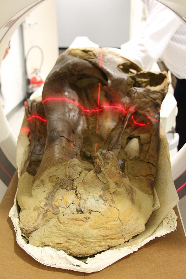 南希, 博物馆里保存最完好的埃德蒙顿龙标本, 扫描重建在石化过程中丢失的软组织.
