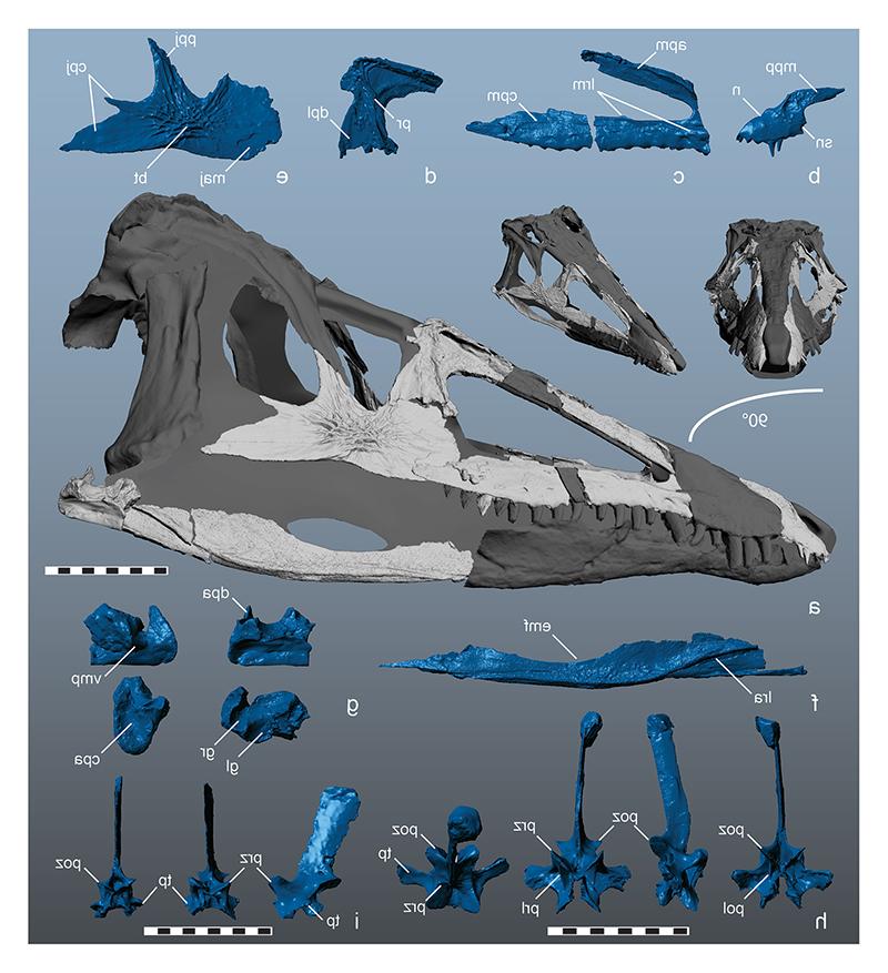 Three-dimensional reconstruction of the 231 million year old crocodylomorph <em>Carnufex carolinensis</em>, 由赞诺命名, 古生物学馆长施耐德, 2015年的同事们.